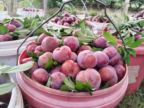 武鳴區(qū)府城鎮(zhèn)：三華李成熟上市 產(chǎn)業(yè)興旺有“李”量