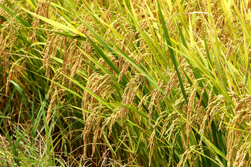 早稻進(jìn)入成熟期。