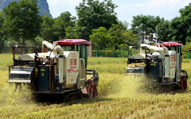 大型收割機(jī)在田間來(lái)回穿梭。
