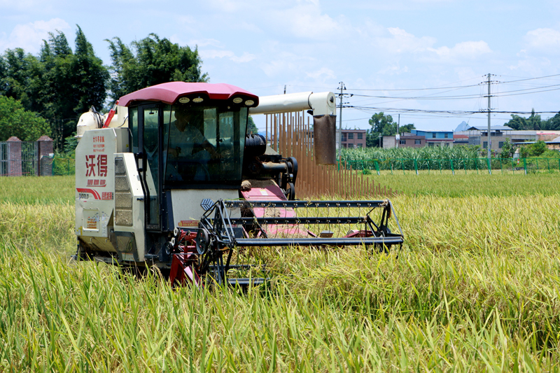 收割機(jī)正在稻田里進(jìn)行收割作業(yè)。