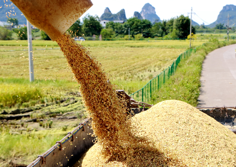 收割機(jī)將飽滿(mǎn)的稻粒倒進(jìn)路旁的運(yùn)輸車(chē)。