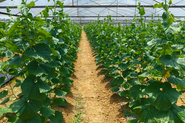 大棚內(nèi)哈密瓜苗蔓郁郁蔥蔥。