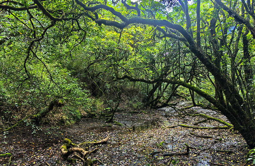 漓江源沼澤地。人民網(wǎng) 付華周攝