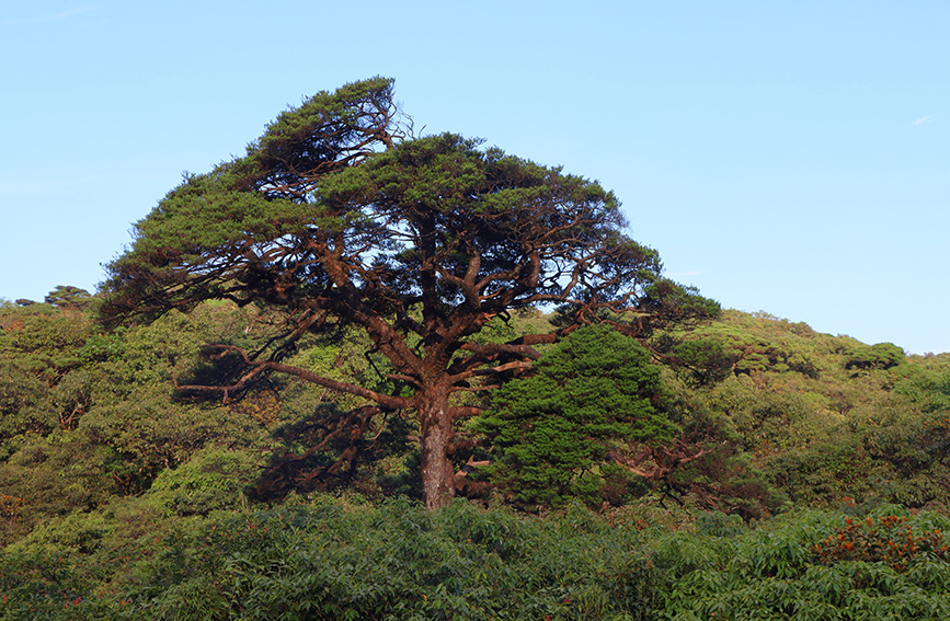 貓兒山保護(hù)區(qū)里的古樹。人民網(wǎng) 付華周攝