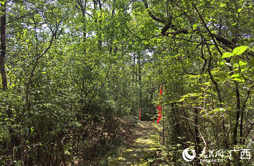 貓兒山紅軍故道。人民網(wǎng) 付華周攝