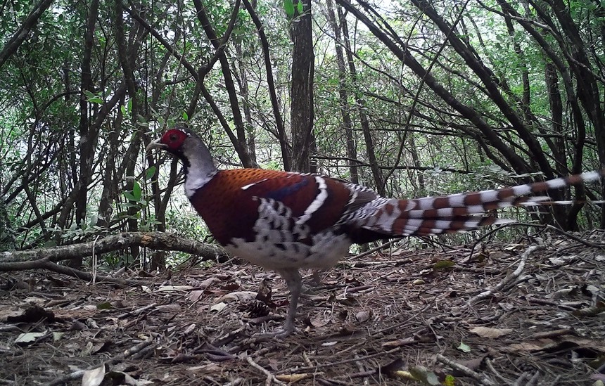 白頸長(zhǎng)尾雉。貓兒山保護(hù)區(qū)管理處供圖
