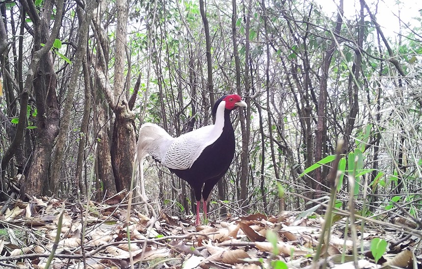 白鷴。貓兒山保護(hù)區(qū)管理處供圖