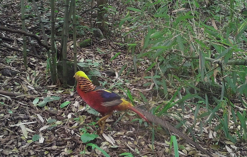 紅腹錦雞。貓兒山保護(hù)區(qū)管理處供圖