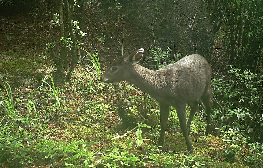 毛冠鹿。貓兒山保護(hù)區(qū)管理處供圖