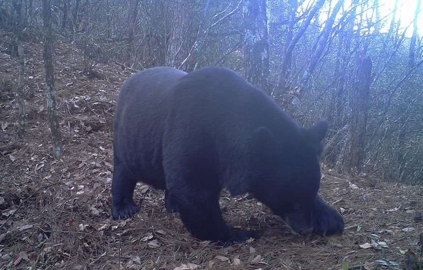 黑熊。貓兒山保護(hù)區(qū)管理處供圖