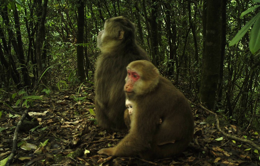 藏酋猴。貓兒山保護(hù)區(qū)管理處供圖