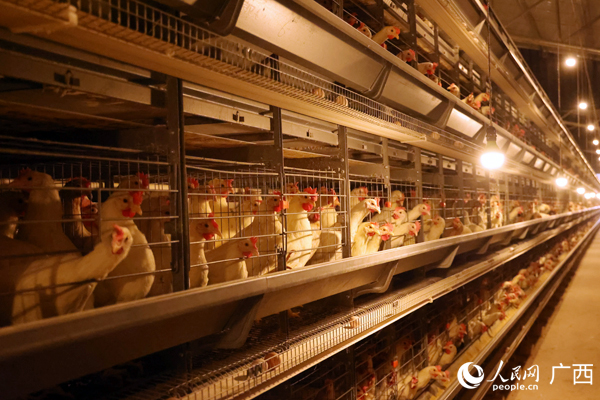 蛋雞養(yǎng)殖場。人民網記者 王勇攝