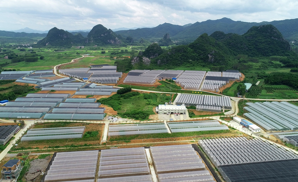 平桂區(qū)羊頭鎮(zhèn)龍山村設(shè)施農(nóng)業(yè)產(chǎn)業(yè)園鳥瞰圖