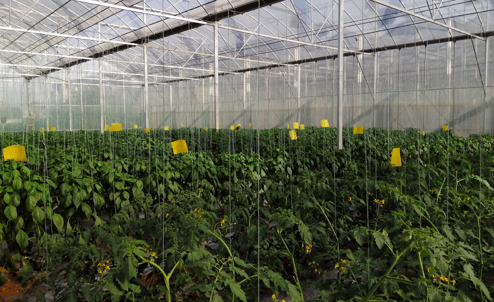 平桂區(qū)羊頭鎮(zhèn)大棚蔬菜