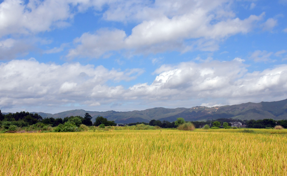 金色的稻田與藍(lán)天白云交相輝映