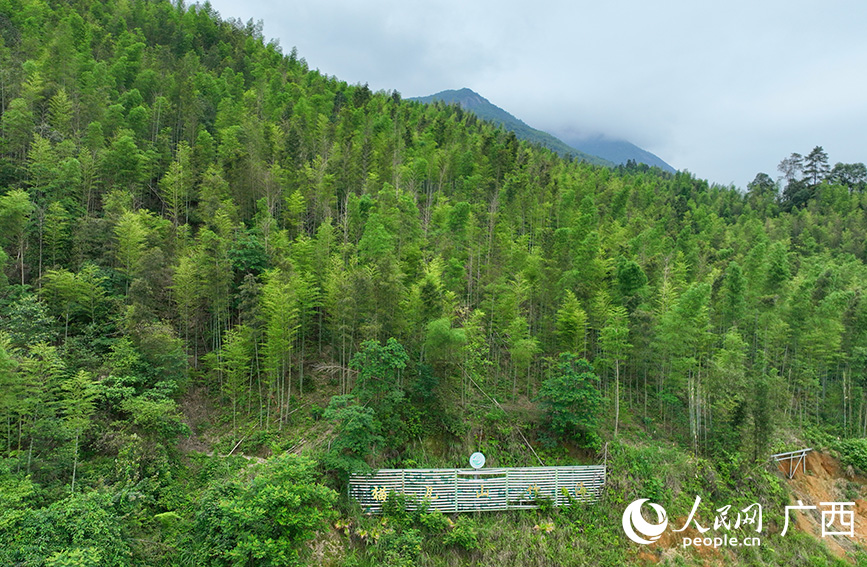 貓兒山竹海。人民網(wǎng) 付華周攝