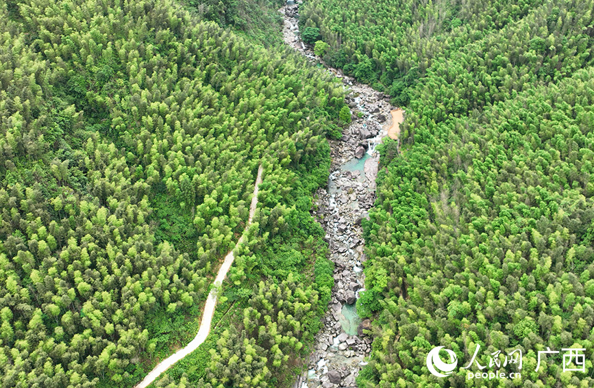 漓江源大峽谷中的竹林。人民網(wǎng) 付華周攝