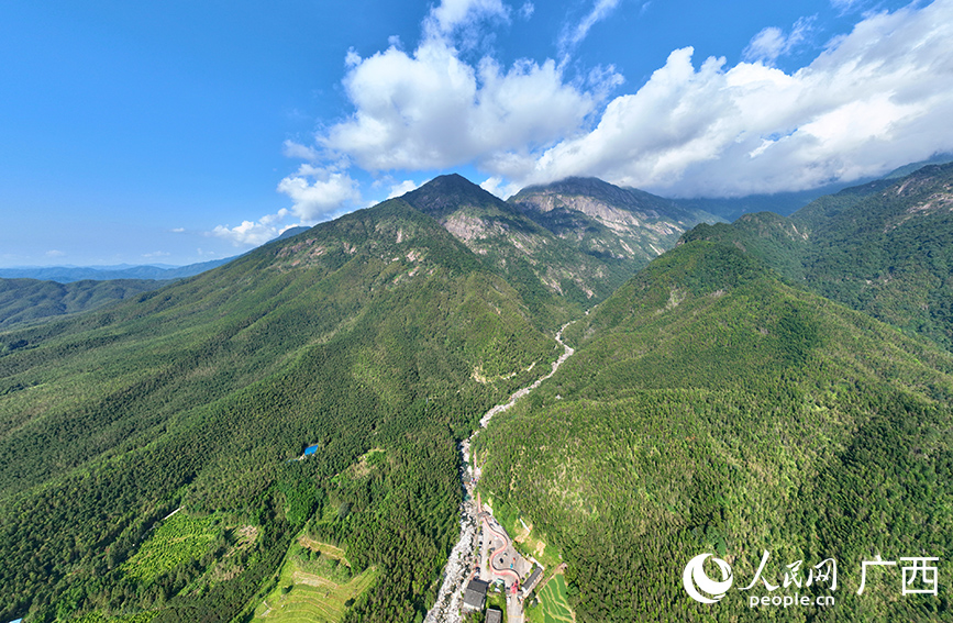 貓兒山竹海。人民網(wǎng) 付華周攝