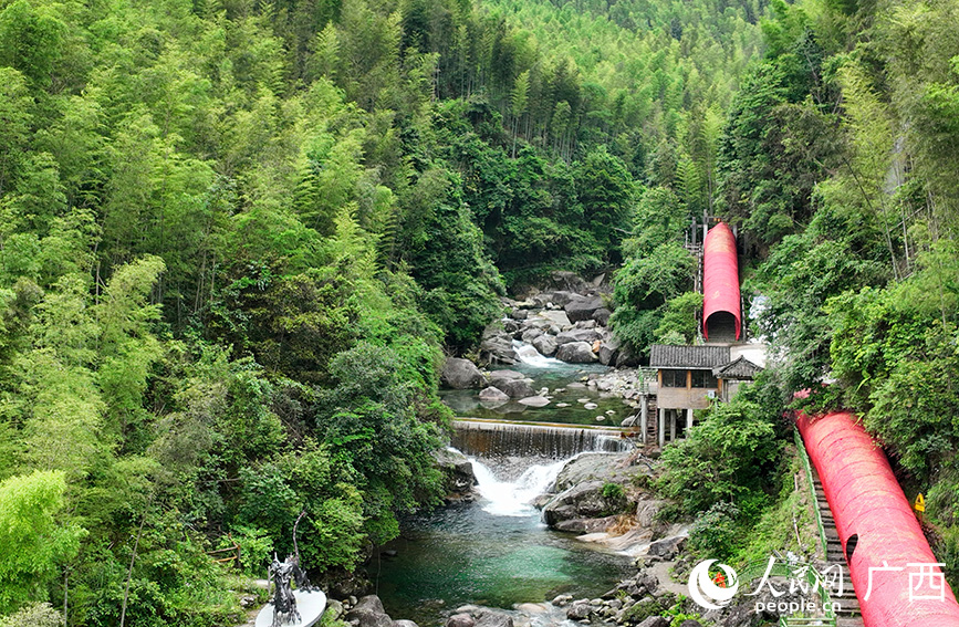 漓江源大峽谷中的竹林。人民網(wǎng) 付華周攝