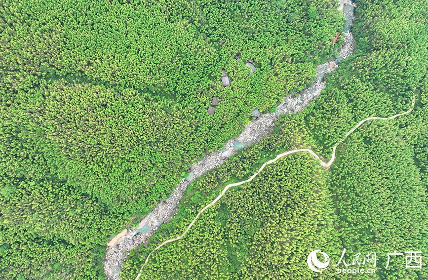 茂盛的竹海成為群眾致富增收的“綠色銀行”。人民網(wǎng) 付華周攝