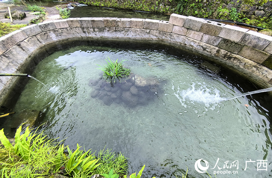 高寨村生態(tài)“瘦身魚”養(yǎng)殖池。人民網 付華周攝