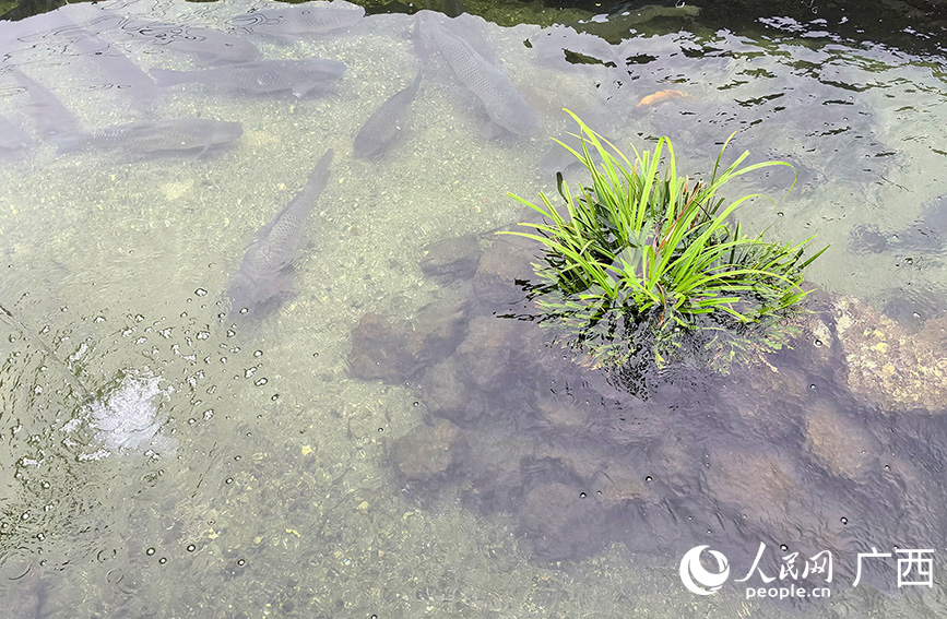 山泉水中的“瘦身魚”。人民網 付華周攝