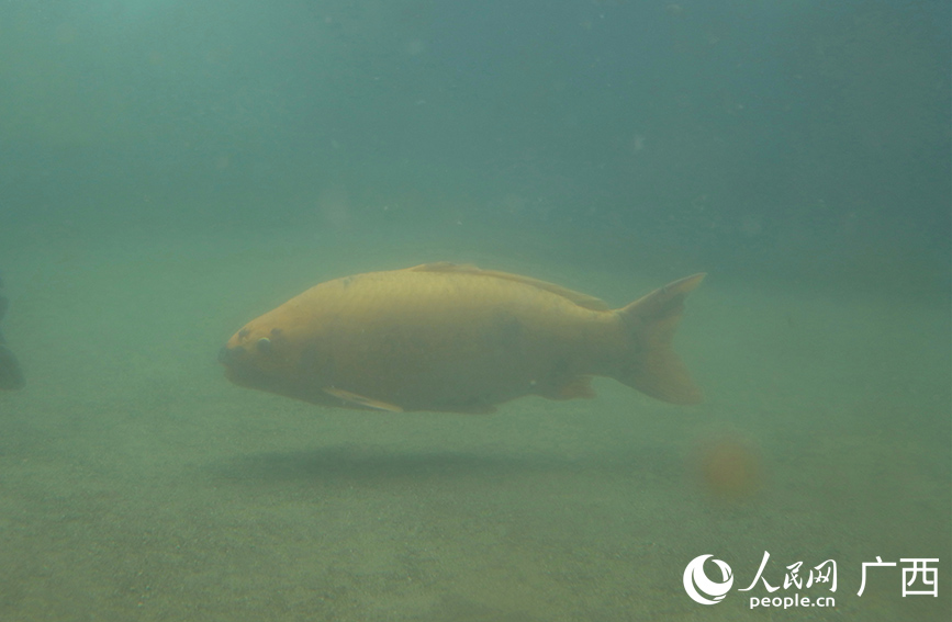 村民養(yǎng)殖的生態(tài)魚。人民網 付華周攝