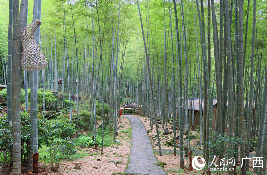 環(huán)境優(yōu)美的漓江源大峽谷竹海。人民網(wǎng) 付華周攝