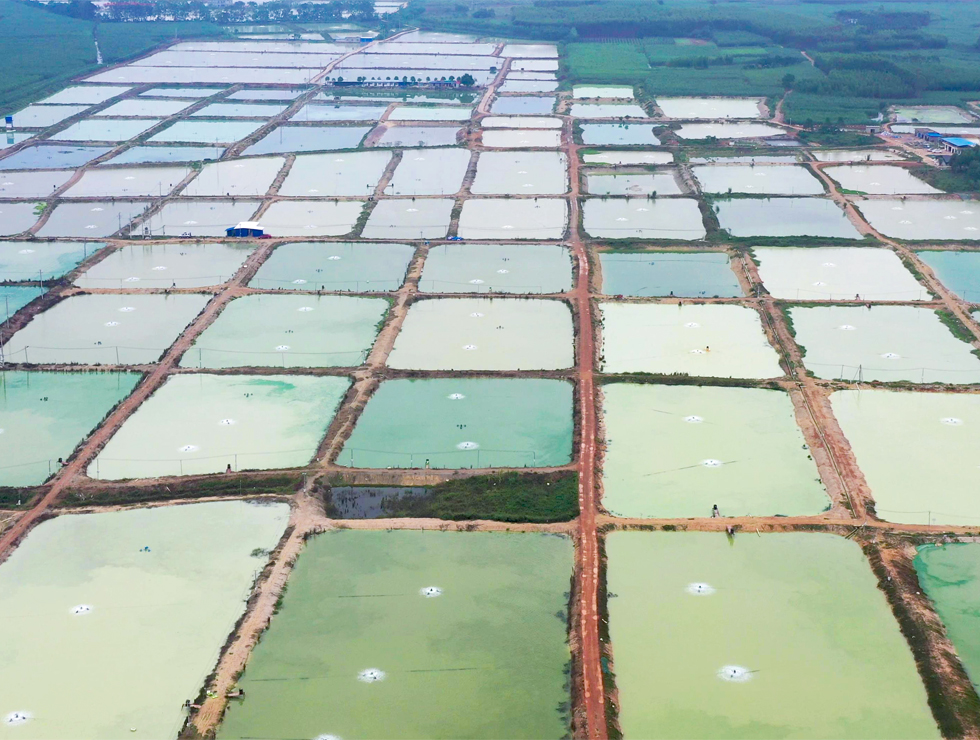 江南區(qū)橋頭漁業(yè)示范區(qū)是自治區(qū)級(jí)核心示范區(qū)，通過發(fā)展名特優(yōu)品種魚類養(yǎng)殖等產(chǎn)業(yè)帶動(dòng)村民增收致富。林俊宏攝