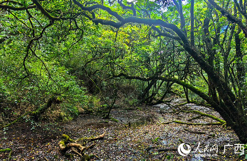 漓江源頭的沼澤地。人民網(wǎng) 付華周攝