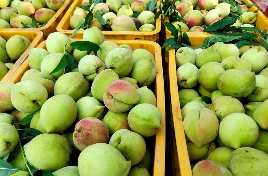 羊咀村剛采摘的新鮮鷹嘴桃