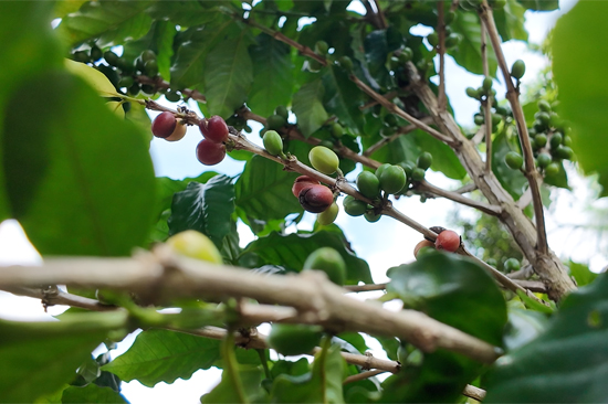 東興施馬咖啡種植基地的咖啡果。何深雅攝