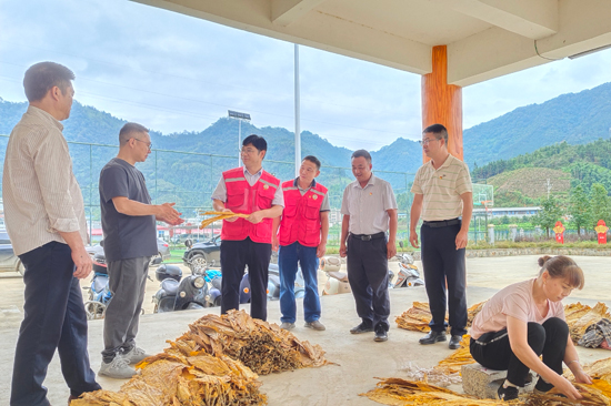 自治區(qū)黨委組織部派駐凌云縣工作隊(duì)隊(duì)長李良平（左三）到朝里瑤族鄉(xiāng)開展煙葉種植和加工調(diào)研工作。凌云縣委宣傳部供圖