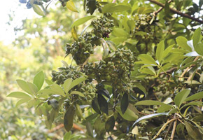 官垌鎮(zhèn)矮化嫁接的八角