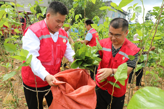 磨賢村駐村工作隊(duì)員和第一書(shū)記幫群眾采摘桑葉。凌云縣委宣傳部供圖