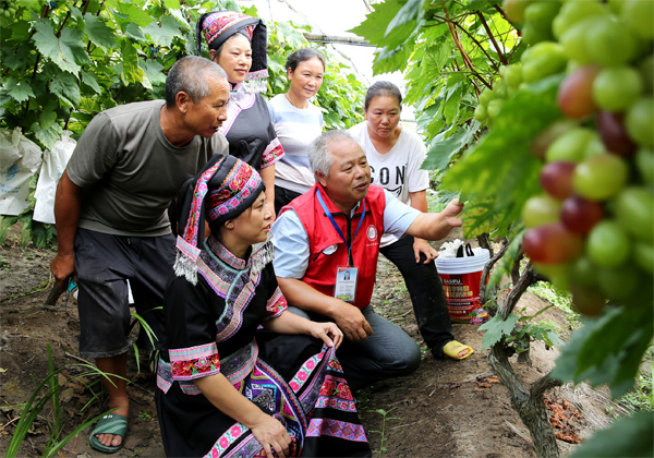 駐村干部組織農(nóng)戶開展紅提病蟲害防治技術(shù)田間教學(xué)。