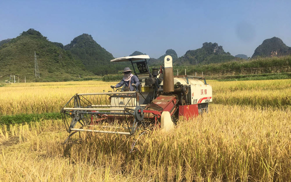 收割機正在作業(yè)