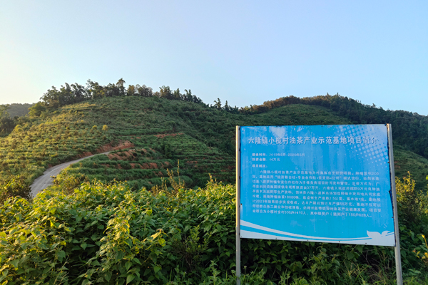 金投集團援建的200畝油茶基地。金投集團供圖