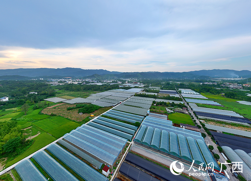 公園內(nèi)的葡萄種植基地。人民網(wǎng) 付華周攝