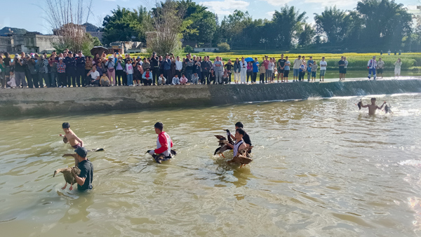 抓鴨子比賽。楊進(jìn)攝