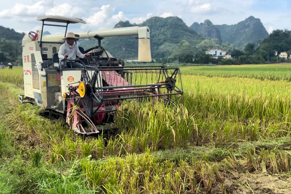 武德鄉(xiāng)科甲村農(nóng)橄屯糧農(nóng)們正在收割稻谷。