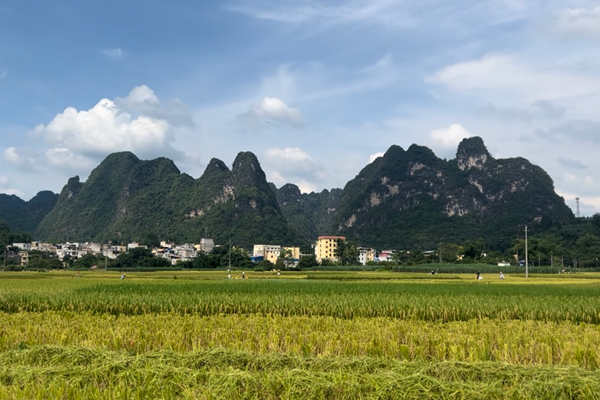 武德鄉(xiāng)科甲村農(nóng)橄屯稻田。