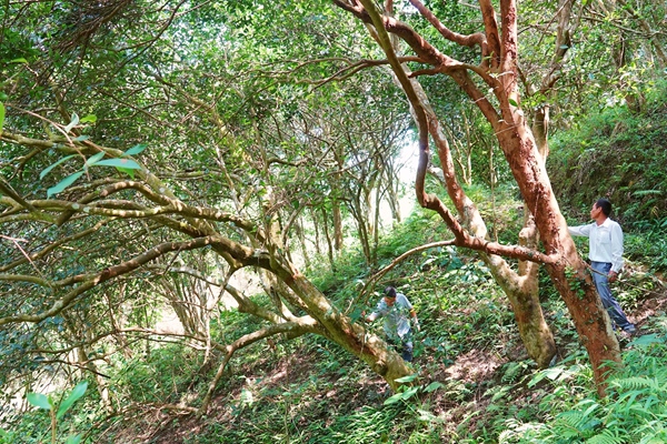 古油茶樹群獨(dú)特資源具有重大的科學(xué)、景觀、文化和產(chǎn)業(yè)提升價值。