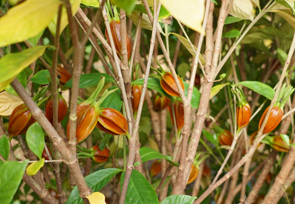 豐收的黃梔子。