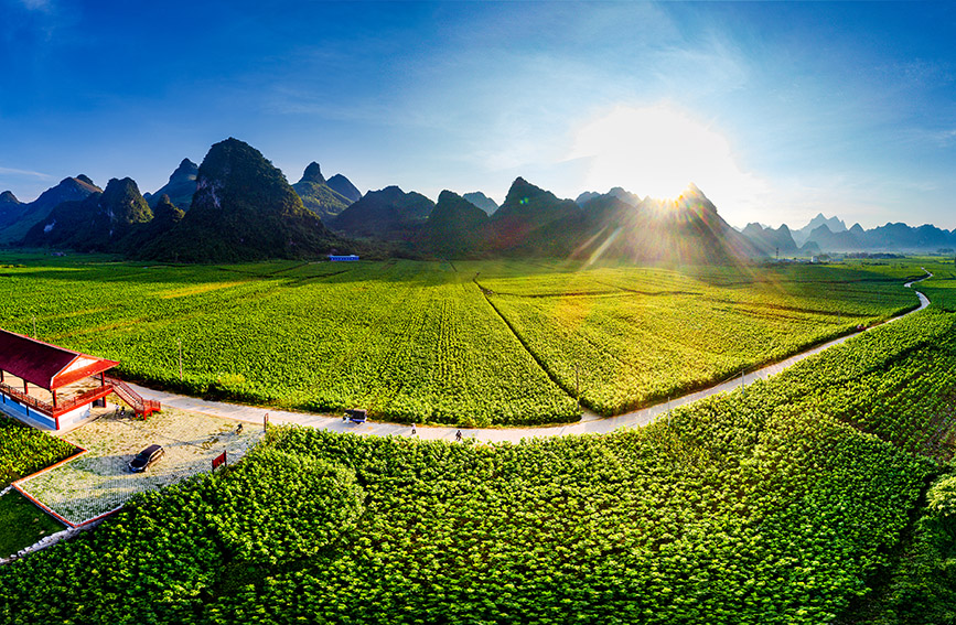 宜州區(qū)德勝鎮(zhèn)上坪村桑蠶示范基地。宜州區(qū)委組織部供圖