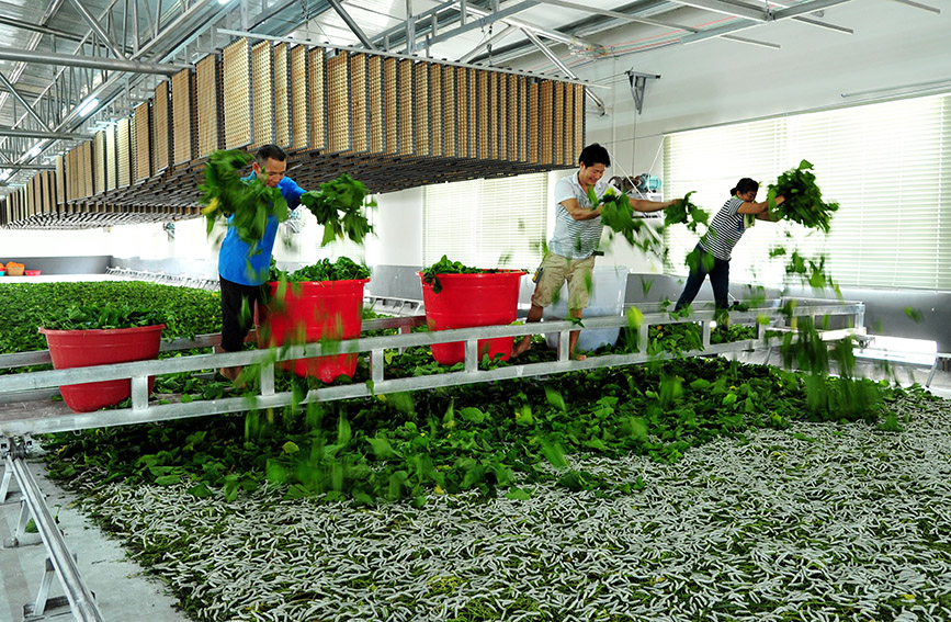 上坪村一機械化蠶房。宜州區(qū)委組織部供圖