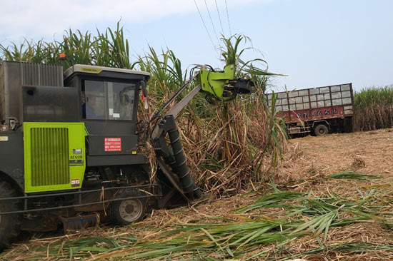 機(jī)械化砍收甘蔗