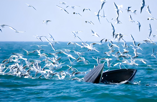 潿洲島海域的布氏鯨。潿洲島旅游區(qū)管委會(huì)供圖