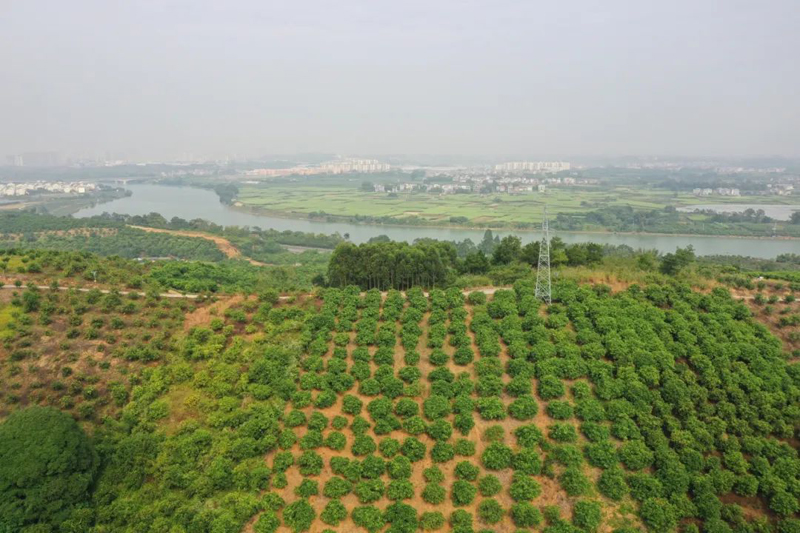 百色水庫(kù)灌區(qū)保群出水池旁的20多畝芒果園已享受到灌區(qū)帶來(lái)的灌溉“福利”。梁力升攝