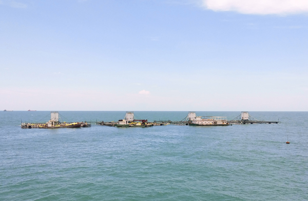 鐵山港金鯧魚遠海養(yǎng)殖基地